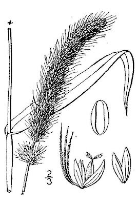 Pabbio coltivato