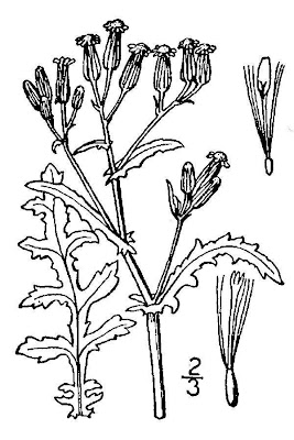 Wood groundsel