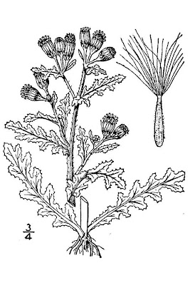 Calderina Calderina