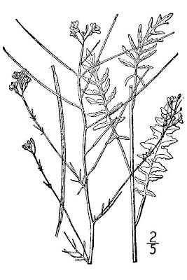 Tall hedge-mustard