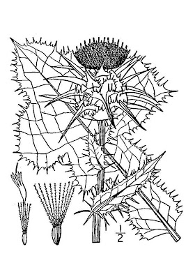 Blessed milk-thistle Blessed milk-thistle