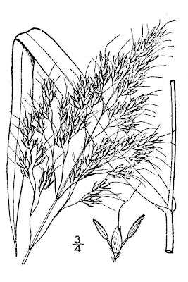 Sagginella