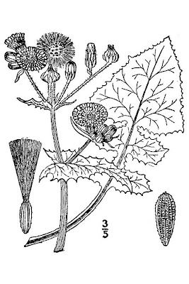 Common sow-thistle Common sow-thistle