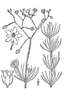 Esparcilla