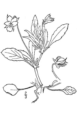 Field pansy
