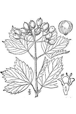 European cranberrybush European cranberrybush