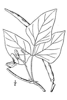 Fagiuolini
