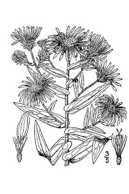 Aster de la Nouvelle Angleterre Aster de la Nouvelle Angleterre