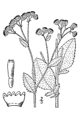 Costmary Costmary