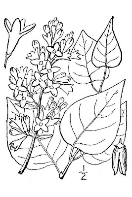Common lilac Common lilac