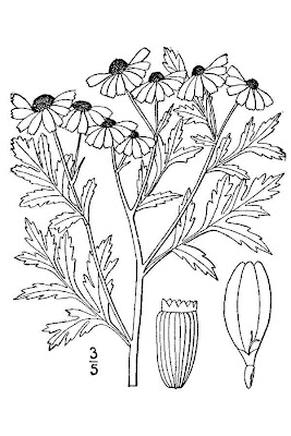 Erba-amara vera