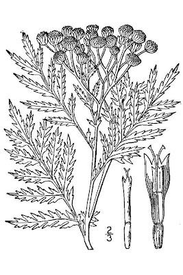Erba-amara selvatica Erba-amara selvatica