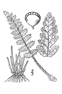 Woodsia ilvensis,
Felcetta pelosa,
Rusty Cliff Fern,
rusty woodsia