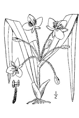 Erba miseria