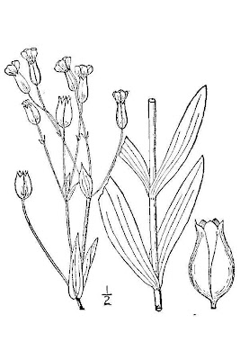 Vaccaria hispanica,
Cetino dei campi,
cow cockle,
cow soapwort,
cowcockle,
cowherb,
field vaccaria,
saponaire des vaches