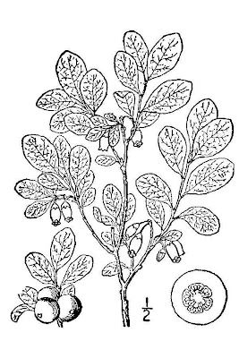 Vaccinium uliginosum,
bog bilberry,
bog blueberry,
Bog Whortleberry,
kuromamenoki,
Mirtillo falso,
Moosbeere,
Rauschbeere,
western-huckleberry