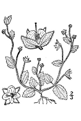 Field speedwell