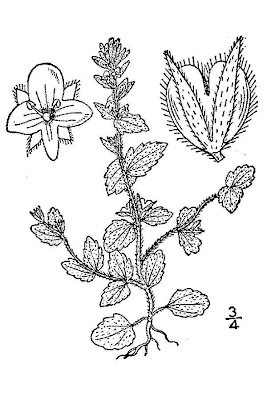 Common speedwell Common speedwell