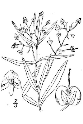 Grassleaf speedwell Grassleaf speedwell