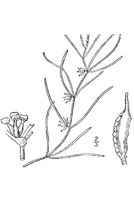 Zannichellia palustris,
horned pondweed,
horned poolmat,
horned-pondweed,
Teichfaden,
Zannichellia,
Zannichellie des marais