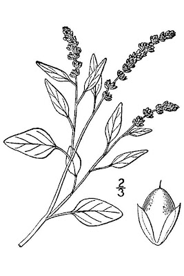 Amaranthus deflexus L.