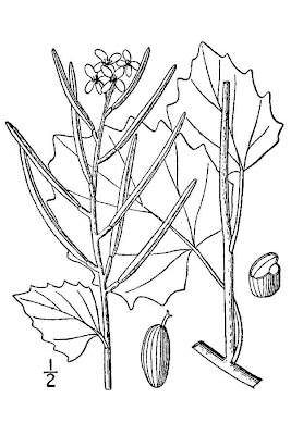 Garlic-mustard