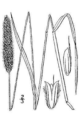Golden foxtail grass