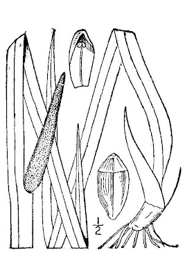 Acorus calamus,
acore calame,
acore odorant,
acore vrai,
calamo,
Calamo aromatico,
calamus,
calam&iacute;s,
c&aacute;lamo arom&aacute;tico,
c&aacute;lamo arom&aacute;tico,
flagroot,
Kalmus,
myrtle-flag,
sweet calamus,
sweet-flag,
sweetflag