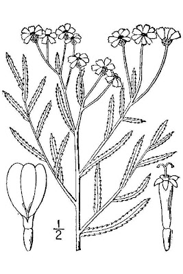 Achillea ptarmica L.