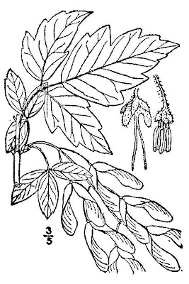 Acer negundo L.