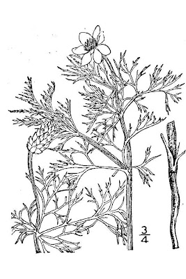 Adonis annua,
Adonide annua,
blooddrops,
Fior d'Adone,
Pheasant's Eye,
pheasant's-eye