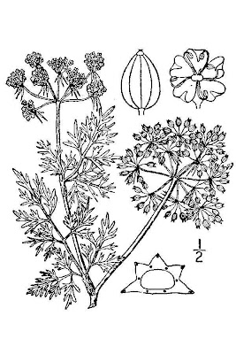 Cicuta aglina Cicuta aglina