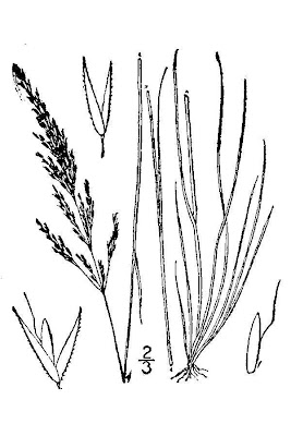 Velvet bentgrass