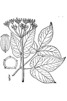 Aegopodium podagraria,
aegopodio,
ashweed,
bishop's goutweed,
bishop's-weed,
Giersch,
Girardina silvestre,
goutweed,
Ground Elder,
ground-elder,
herb-Gerard,
égopode podagraire Aegopodium podagraria,
aegopodio,
ashweed,
bishop's goutweed,
bishop's-weed,
Giersch,
Girardina silvestre,
goutweed,
Ground Elder,
ground-elder,
herb-Gerard,
égopode podagraire