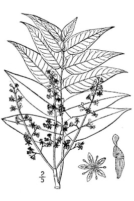 Ailanthus,
ailanthus,
Tree of Heaven Ailanthus,
ailanthus,
Tree of Heaven