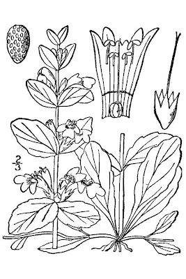 Ajuga reptans L.