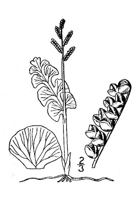 Botrychium lunaria,
Botrichio,
common moonwort,
moonwort,
Moonwort Fern,
moonwort grapefern