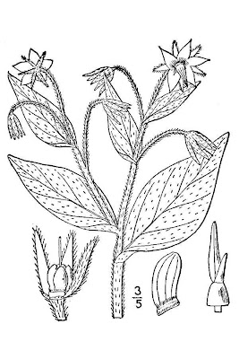 Burrage