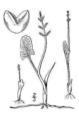 Botrychium simplex,
Botrichio,
little grapefern,
Simple Moonwort Botrychium simplex,
Botrichio,
little grapefern,
Simple Moonwort