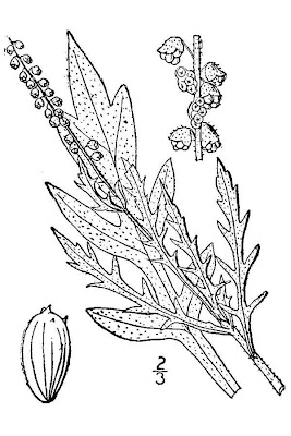 Herbe � poux vivace