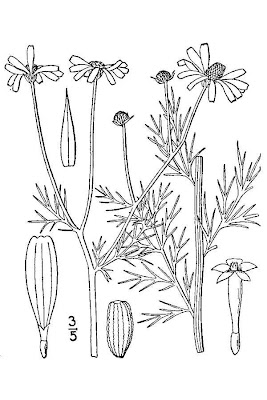 Anthemis cotula L.