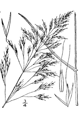 Common wind grass Common wind grass