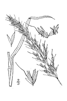 Tall oatgrass