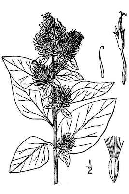 Arctium minus (Hill) Bernh.