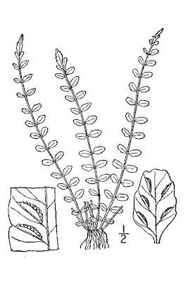 Asplenium trichomanes,
Asplenio tricomane,
dense spleenwort,
doradille chevelue,
maidenhair spleenwort,
Maidenhairspleenwort Asplenium trichomanes,
Asplenio tricomane,
dense spleenwort,
doradille chevelue,
maidenhair spleenwort,
Maidenhairspleenwort