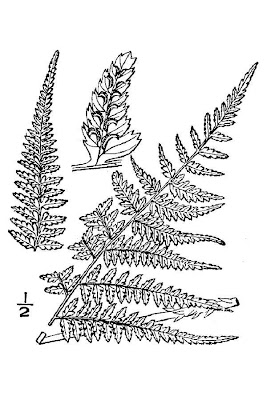 Athyrium filix-femina,
asplenium ladyfern,
common ladyfern,
lady fern,
ladyfern,
Southern Lady Fern,
subarctic lady fern,
subarctic ladyfern Athyrium filix-femina,
asplenium ladyfern,
common ladyfern,
lady fern,
ladyfern,
Southern Lady Fern,
subarctic lady fern,
subarctic ladyfern
