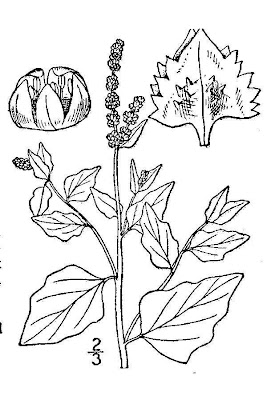 Atriplex rosea L.