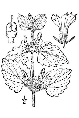 Ballota nigra L.