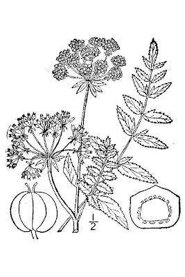 Cut-leaf-water-parsnip Cut-leaf-water-parsnip