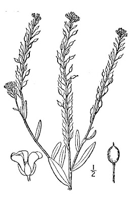Hoary-alyssum Hoary-alyssum